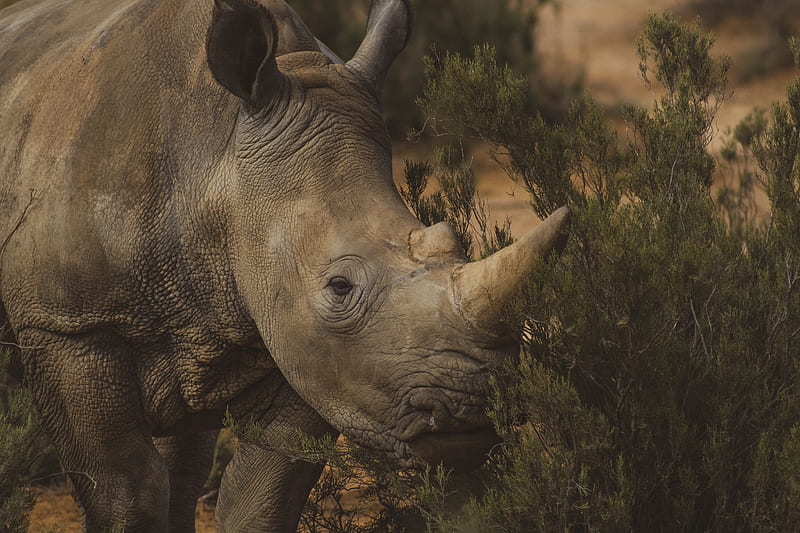 Brown rhino standing near grass, HD wallpaper | Peakpx