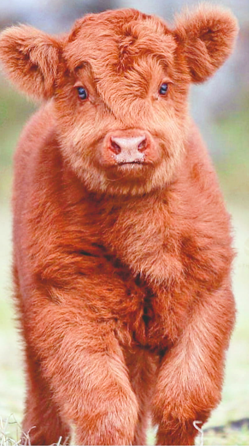 Cute cow iphone HD wallpapers  Pxfuel