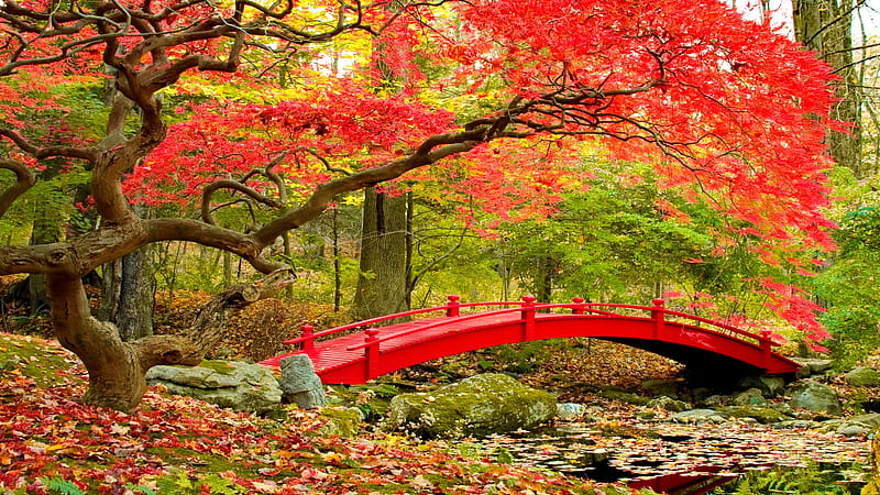 Japanese autumn, forest, fall, colorful, autumn, maple, colors, park, trees, foliage, pond, bridge, serenity, Japanese, HD wallpaper