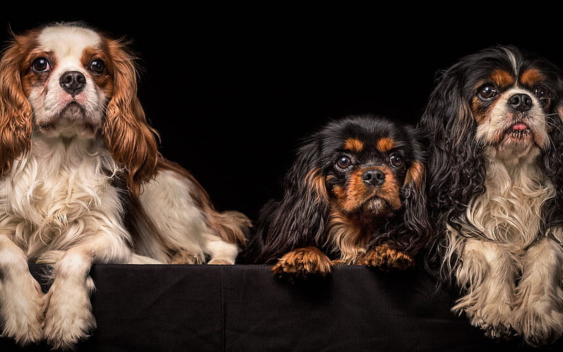 Cavalier King Charles Spaniel, curly dogs, three dogs, pets, breeds of domestic dogs, spaniel, HD wallpaper