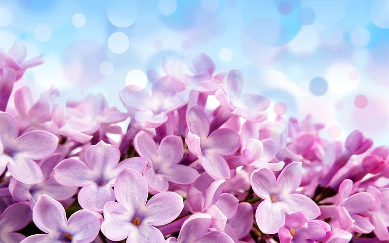 Lila, flores, naturaleza, lilas, púrpura, Fondo de pantalla HD | Peakpx