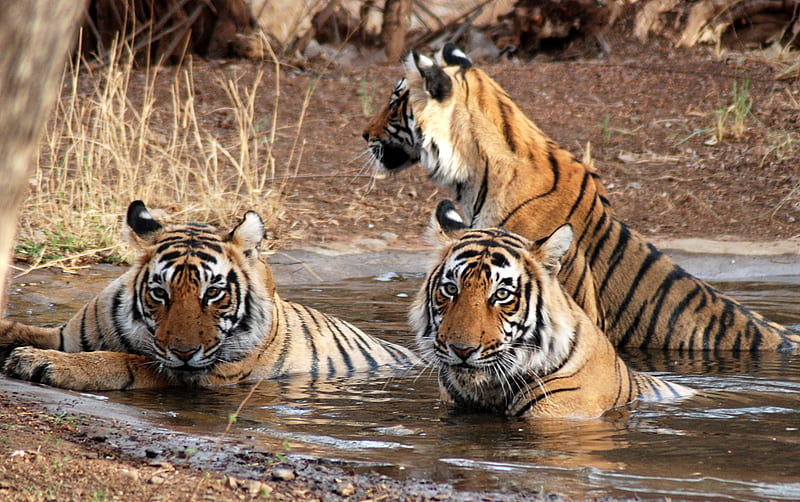 RANTHAMBORE NATIONAL PARK-INDIA, tigres, india, animals, national park, HD wallpaper