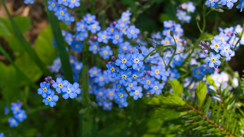 Nomeolvides azules flores plantas hojas verdes flores, Fondo de pantalla HD  | Peakpx