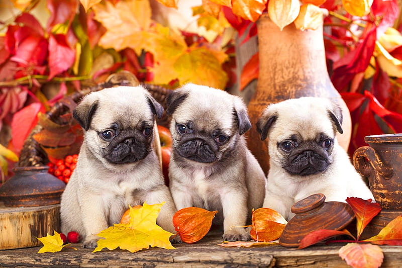 Pug puppies in the fall, colorful, fall, autumn, adorable, sweet, cute, leaves, pug, god, puppy, HD wallpaper