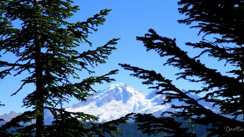 Mount Baker, , mountains, washington, trees, sky, HD wallpaper