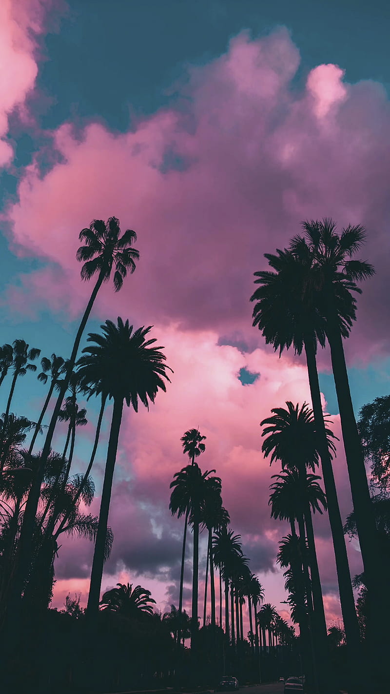 Purple Palms, Bomb, ambient, awesome, black, cloud, clouds, cool, coolness,  dark, HD phone wallpaper | Peakpx