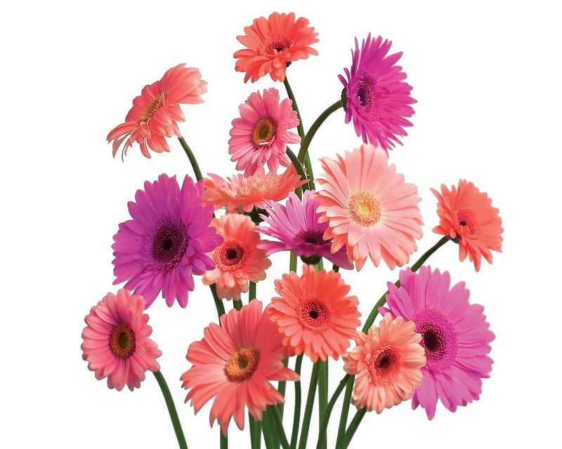 Boquet. jpg, colorful, pretty, flowers, boquet, HD wallpaper