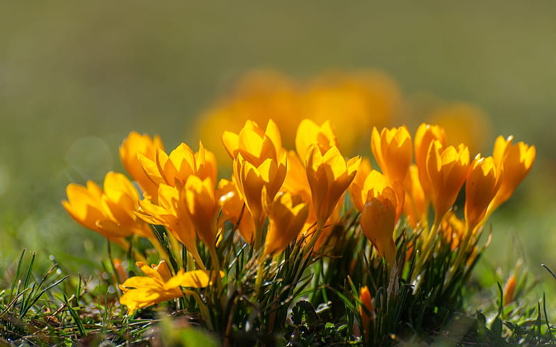 Crocuses, flowers, yellow, spring, HD wallpaper