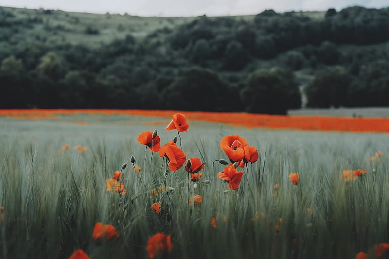 Campo de amapolas, flor, amapola, naturaleza, campo, Fondo de pantalla HD |  Peakpx