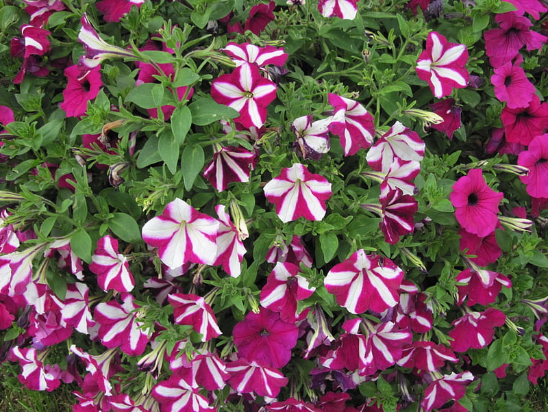 Petunias pot at the park, red, Petunias, green, graphy, Flowers, white, HD wallpaper