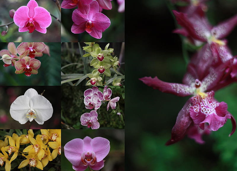 Orquídea, colorida, egipcia, collage, Fondo de pantalla HD | Peakpx