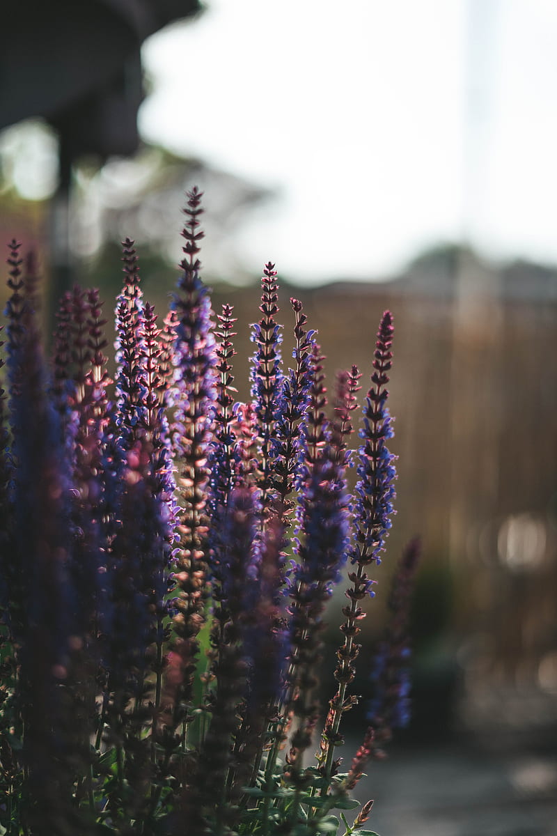 lavender, flowers, plant, HD phone wallpaper