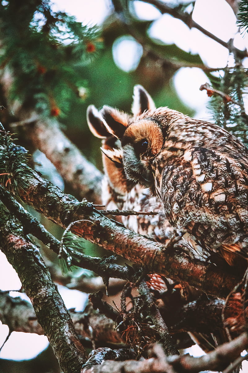 owl, bird, predator, wildlife, branches, HD phone wallpaper