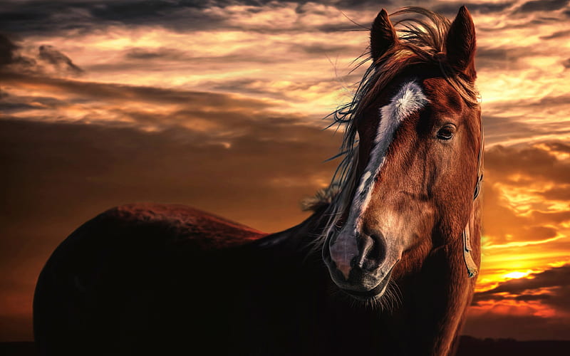 brown horse, sky, sunset, horse, HD wallpaper