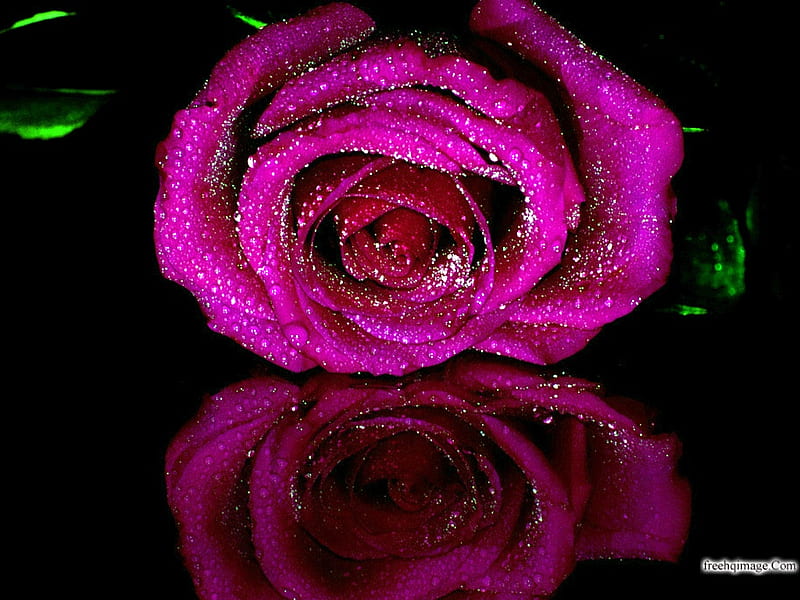Fuchsia rose, flower, nature, petal, rose, HD wallpaper