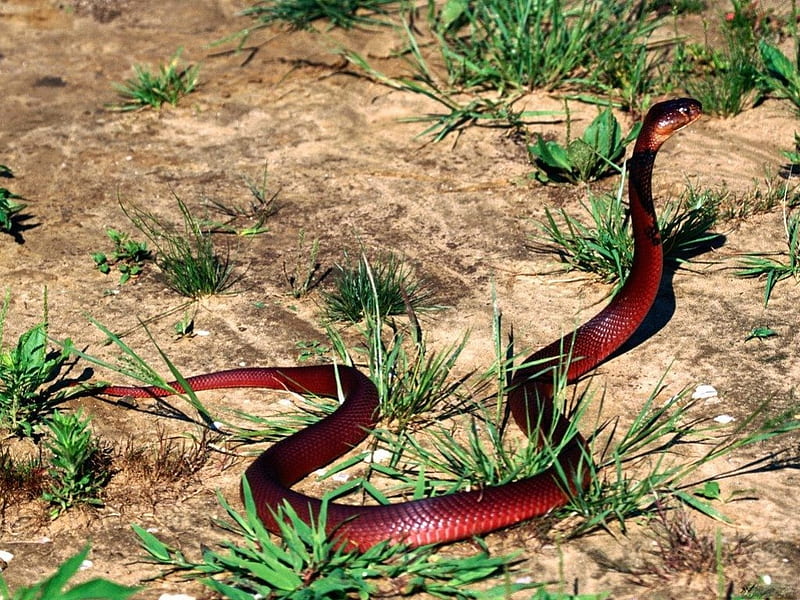 RED SPITTING COBRA, arid lands, deserts, serpents, cobras, wildlife, reptiles, snakes, africa, HD wallpaper