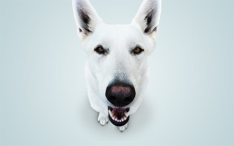 Husky Dog, close-up, cute animals, funny husky, pets, Siberian Husky, dogs, Husky, HD wallpaper