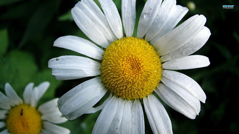 The Oxeye Daisy, flower, spring, oxeye, daisy, HD wallpaper