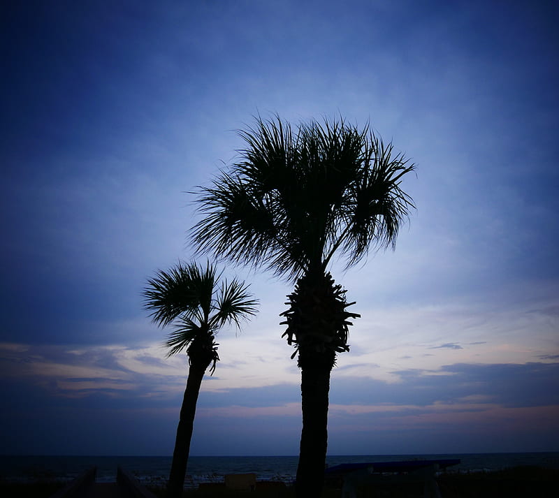 Palm Trees, myrtle beach, south carolina, summer 2015, sunse, HD wallpaper