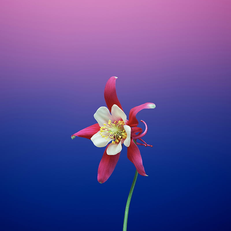 flower, bonito, blue, columbine, green, nature, nice, pink, single, solo, white, HD phone wallpaper