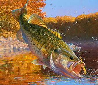 hd bass fish wallpaper
