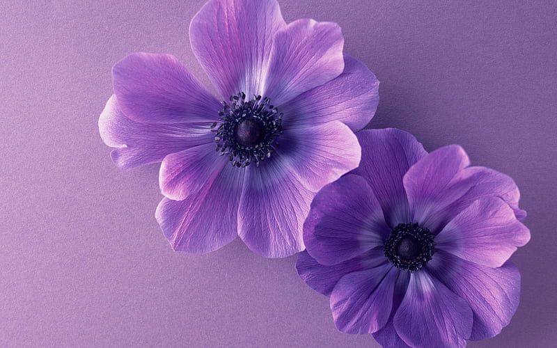 Flowers, purple, flower, pink, blue, couple, HD wallpaper | Peakpx