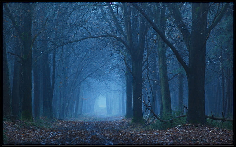 Download hd wallpapers of 725-blue, Night, Forest, Trees, Water