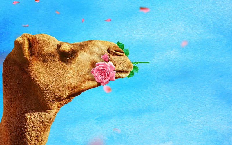 camel with rose creative, wild life, Camelus, close-up, camel, HD wallpaper