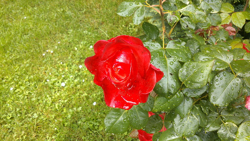 Rainy Red Rose, Morning, Grass, Nature, summer time, graphy, Waterdrops, Flowers, Flower, Red, rain, Branches, Plants, Plant, Raindrops, Petals, Petal, Thorns, Snapshot, Thorn, anch, Summer, Leafs, Living Nature View, Waterpearls, Day, Daytime, Rose, Leaves, Branch, Garden, Green, graph, Leaf, HD wallpaper