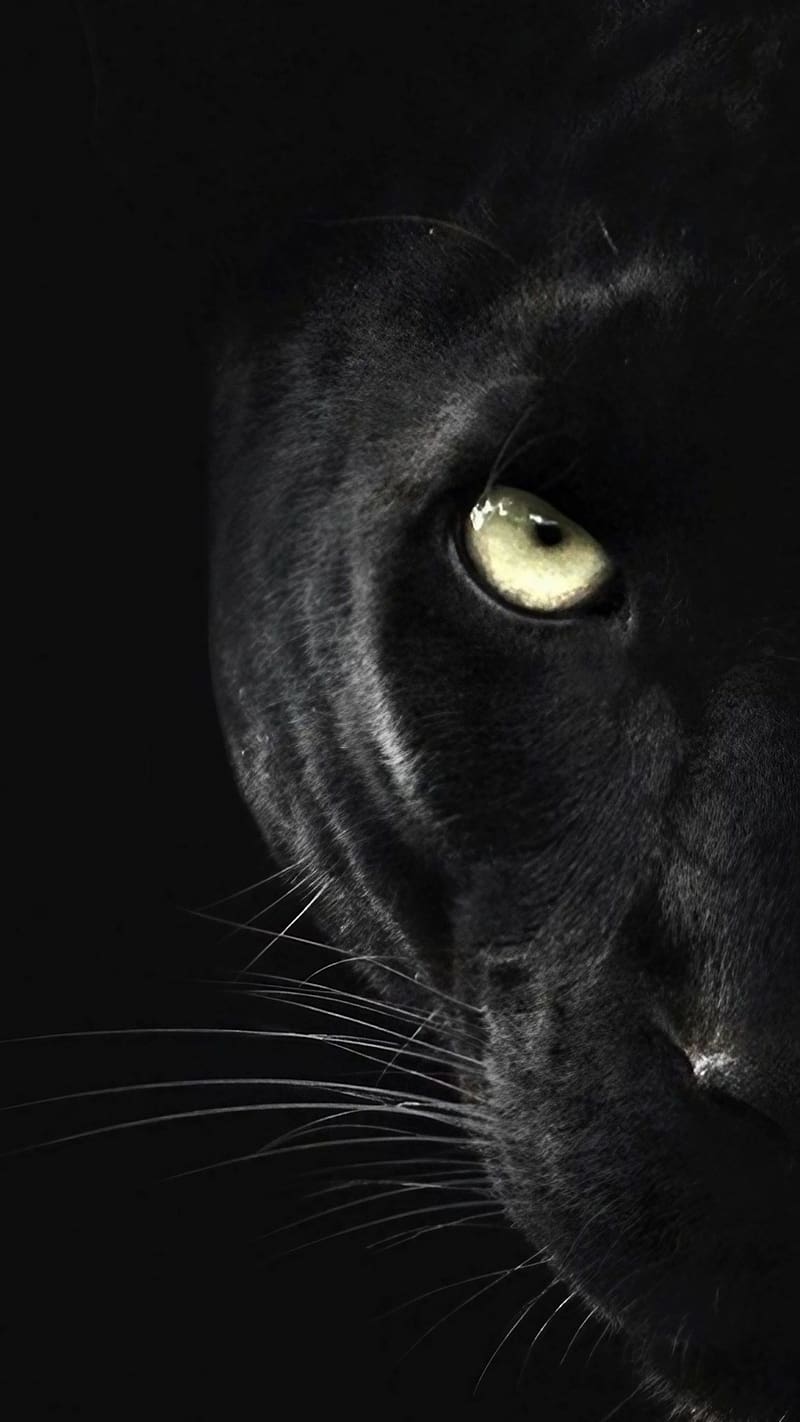 Black Panther Animal, Half Face, black panther half face, HD phone wallpaper
