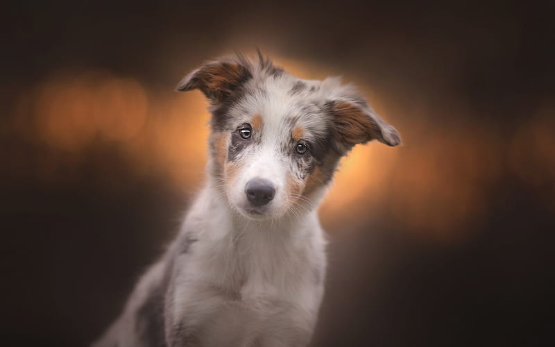 Aussie, close-up, puppy, bokeh, Australian Shepherd, pets, dogs, Australian Shepherd Dog, Aussie Dog, HD wallpaper