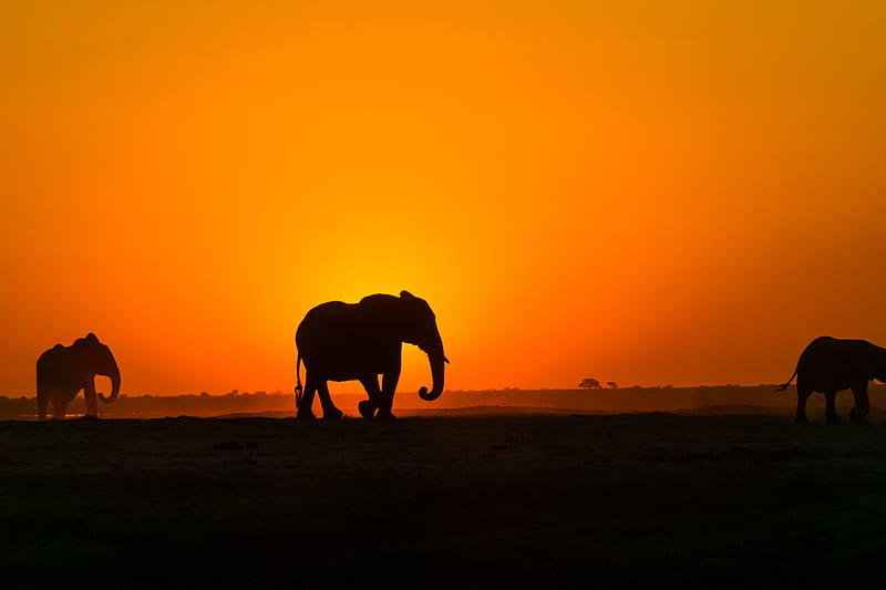 elephant, sunset, silhouette, africa, HD wallpaper