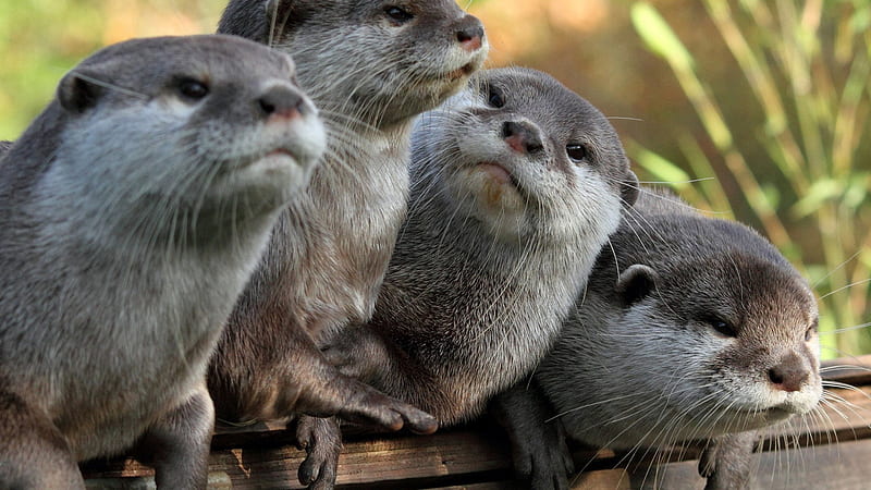 Four Otters Grey Look On Wood Bench Gray, HD wallpaper
