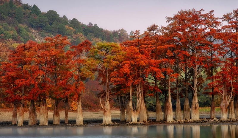 Wonderful Trees, amazing, nature, tree, lake, HD wallpaper
