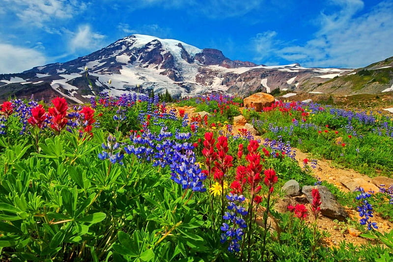 Mountain wildflowers, hills, rocks, colorful, bonito, sky, snowy, mountain, paradise, wildflowers, peak, path, meadow, HD wallpaper