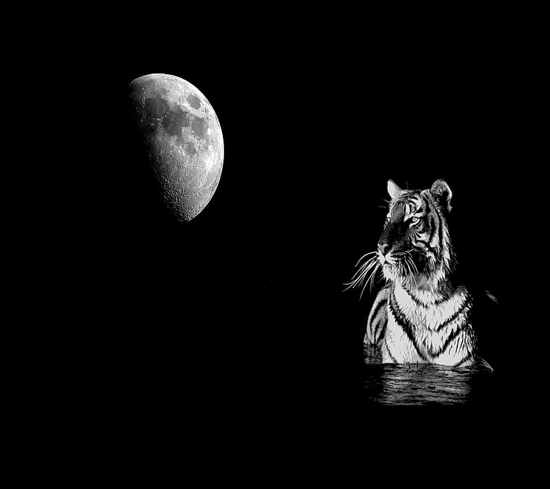 HD black-white tiger wallpapers | Peakpx