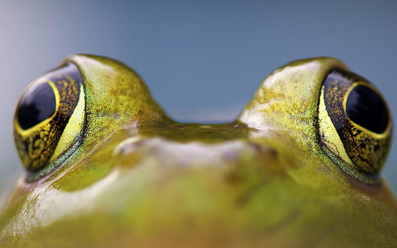 Amphibian Frog-Animal, HD wallpaper