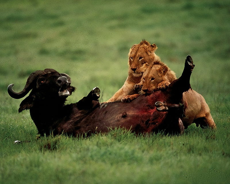 STRUGGLE, buffalo, stuggle, lions, HD wallpaper