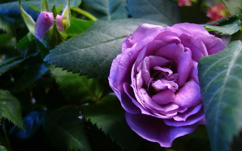 In the garden of my Dreams, rose, sisters, lavender, wonder, annie ...