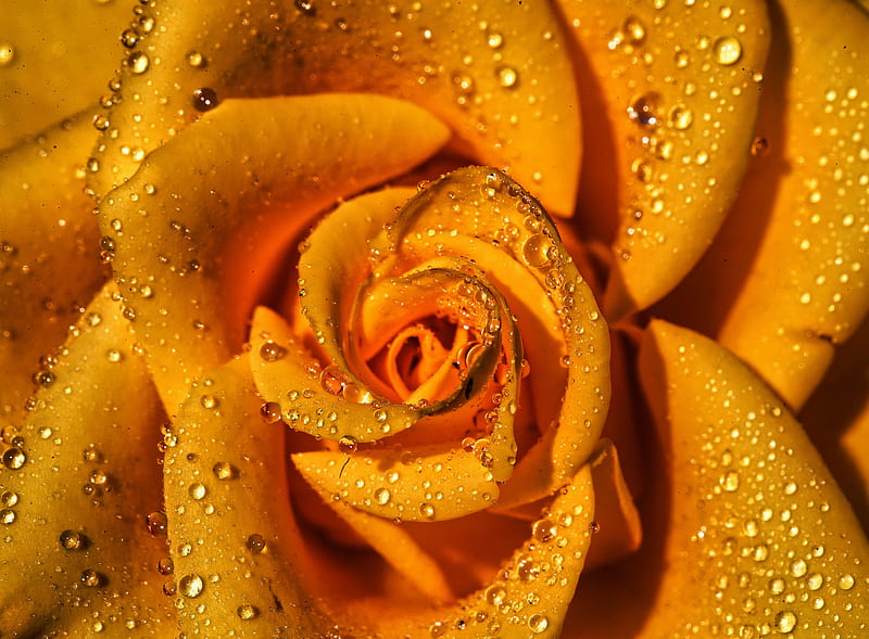 yellow rose in bloom with dew drops, HD wallpaper