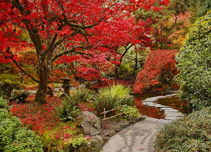 Japanese Garden, maple tree, garden, Japanese, nature, HD wallpaper
