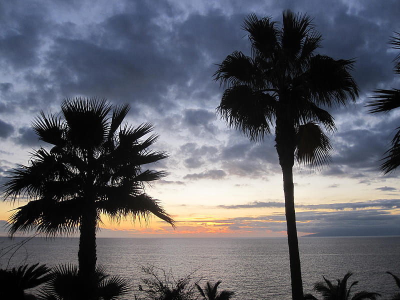 Sunset Tenerife, sunset, nature, tenerife, palms, HD wallpaper