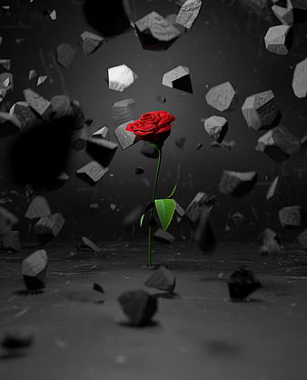rose, stones, fragments, flower, red, HD phone wallpaper