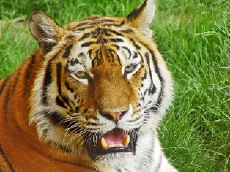 Portrait of a Tigress, felines, tigers, tiger, tigress, cats, big cats, animals, HD wallpaper