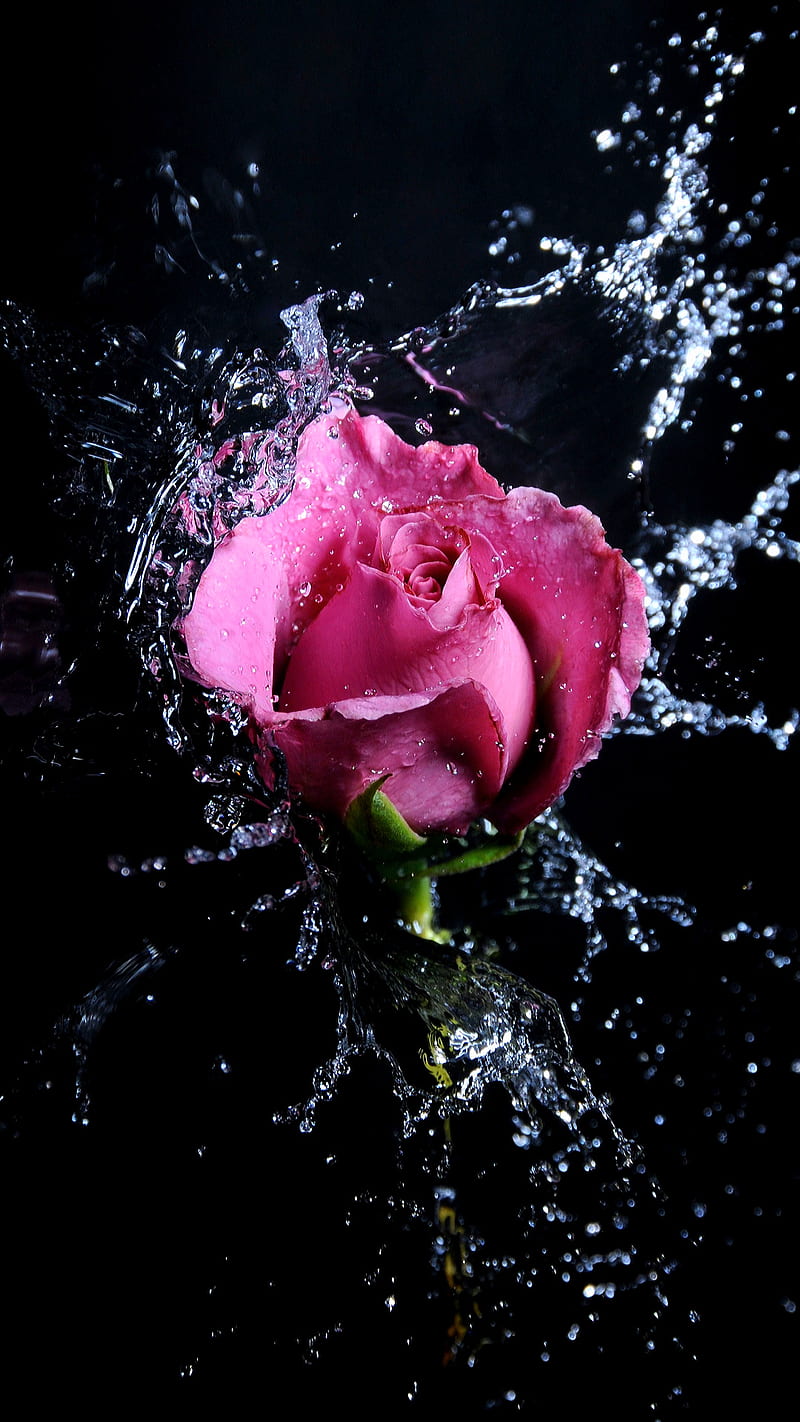 Pink rose, flower, love, water, HD phone wallpaper