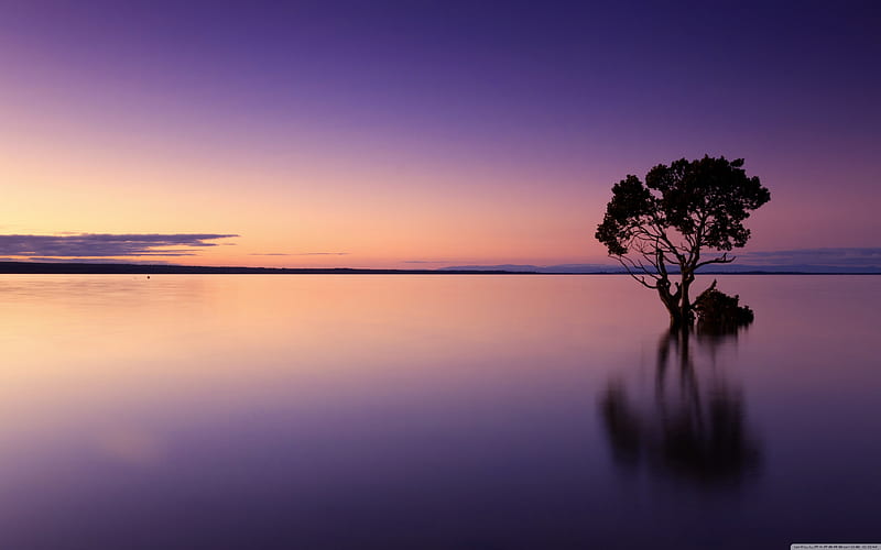 Calm ocean in the sunset, tree, water, purple, ocean, nature, sunset, night, HD wallpaper