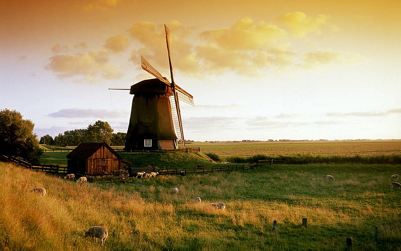 The Windmill In Autumn, Windmill, Sheep, Sky, Autumn, Clouds, HD wallpaper