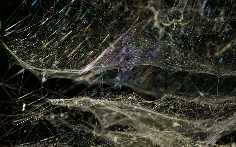 graphy, Spider Web, Artistic, Macro, HD wallpaper