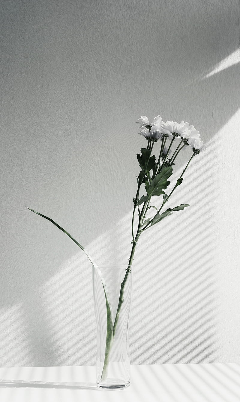white petaled flower centerpiece, HD phone wallpaper