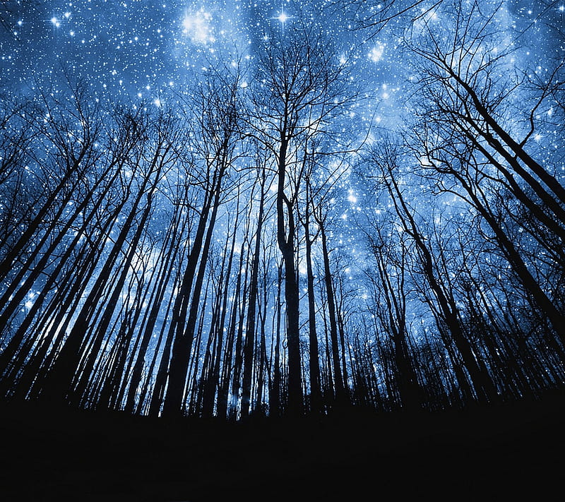 Star Night, forest, natural, nature, new, nice, night, star, trees, twilight, HD wallpaper